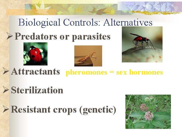Biological Controls: Alternatives Ø Predators or parasites Ø Attractants (pheromones = sex hormones) Ø