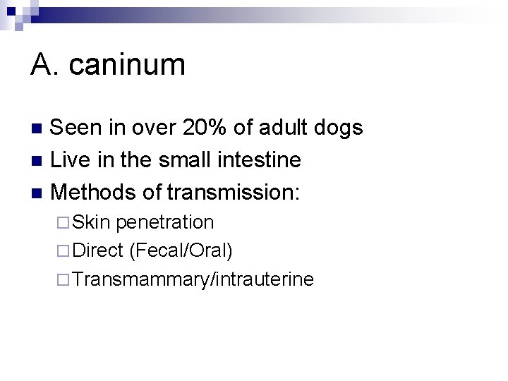 A. caninum Seen in over 20% of adult dogs n Live in the small