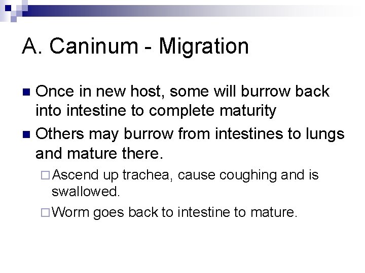 A. Caninum - Migration Once in new host, some will burrow back into intestine