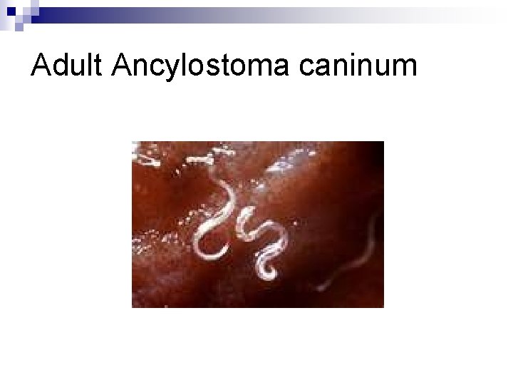 Adult Ancylostoma caninum 