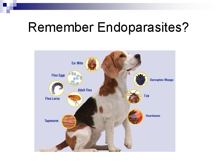 Remember Endoparasites? 