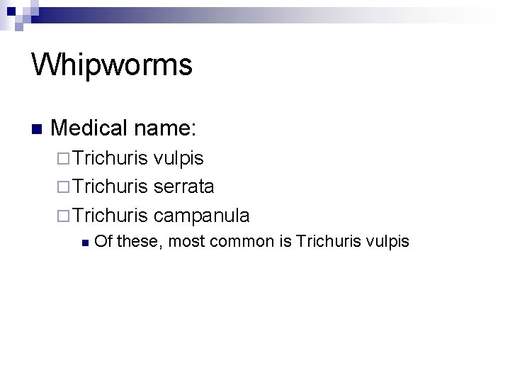 Whipworms n Medical name: ¨ Trichuris vulpis ¨ Trichuris serrata ¨ Trichuris campanula n