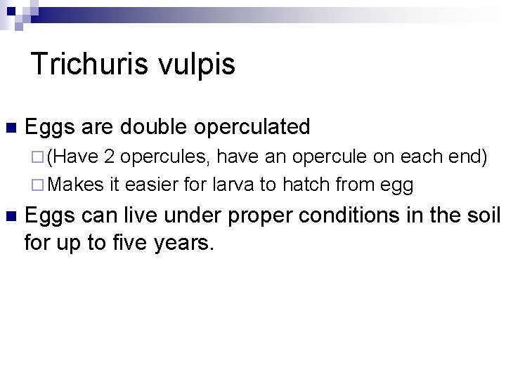 Trichuris vulpis n Eggs are double operculated ¨ (Have 2 opercules, have an opercule