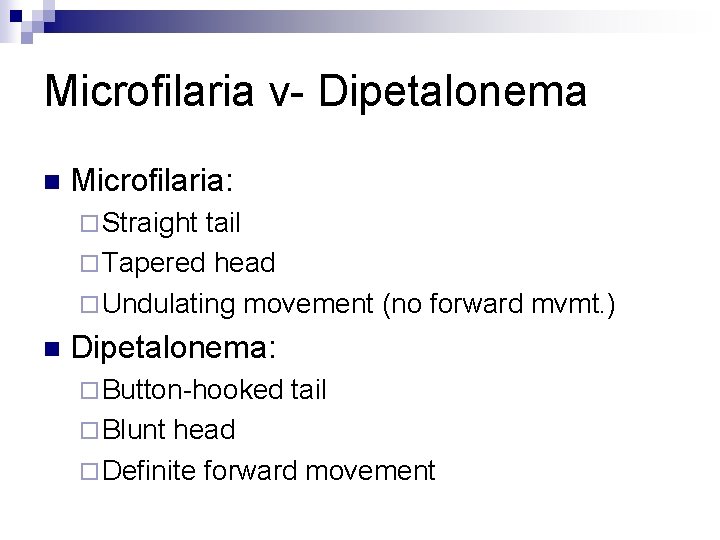 Microfilaria v- Dipetalonema n Microfilaria: ¨ Straight tail ¨ Tapered head ¨ Undulating movement