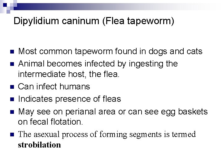 Dipylidium caninum (Flea tapeworm) n n n Most common tapeworm found in dogs and