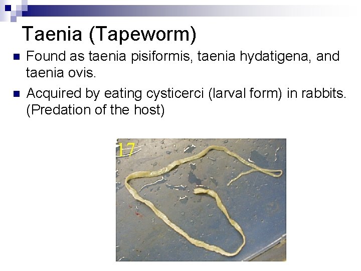 Taenia (Tapeworm) n n Found as taenia pisiformis, taenia hydatigena, and taenia ovis. Acquired