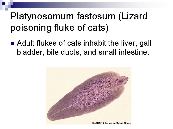 Platynosomum fastosum (Lizard poisoning fluke of cats) n Adult flukes of cats inhabit the