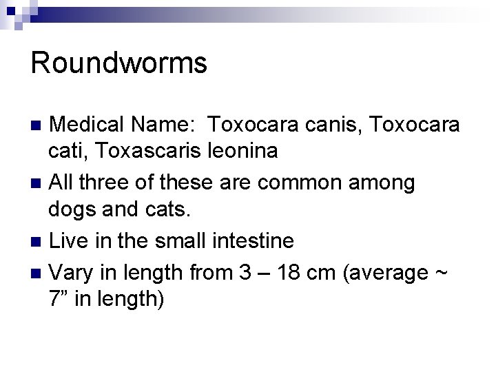 Roundworms Medical Name: Toxocara canis, Toxocara cati, Toxascaris leonina n All three of these