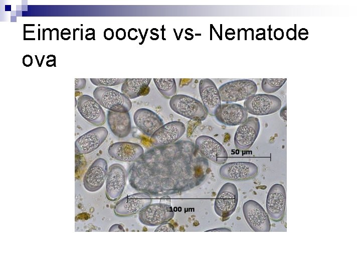 Eimeria oocyst vs- Nematode ova 