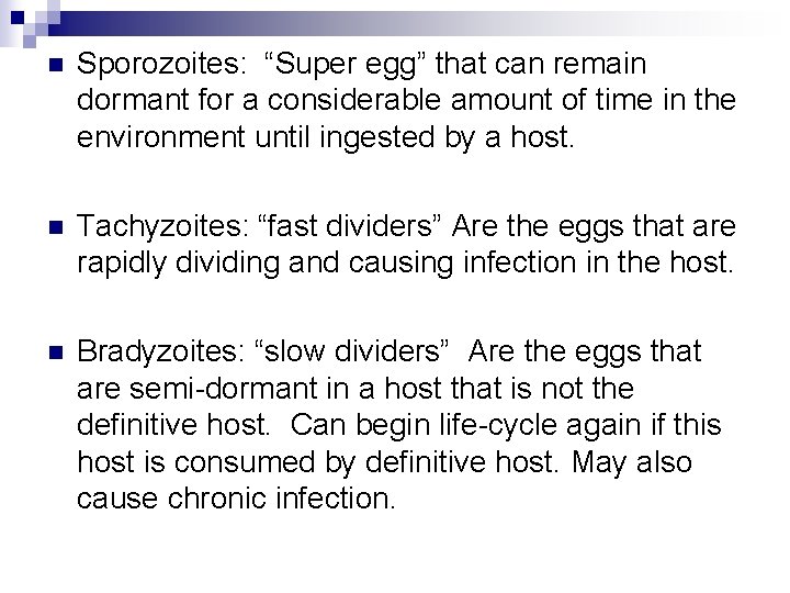 n Sporozoites: “Super egg” that can remain dormant for a considerable amount of time