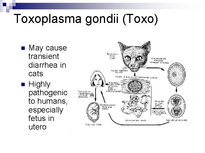 Toxoplasma gondii (Toxo) n n May cause transient diarrhea in cats Highly pathogenic to