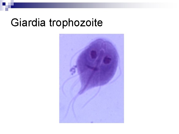 Giardia trophozoite 