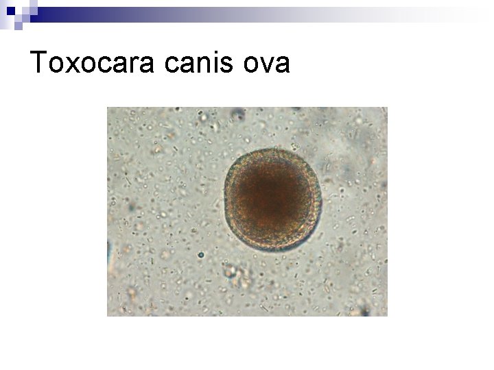 Toxocara canis ova 