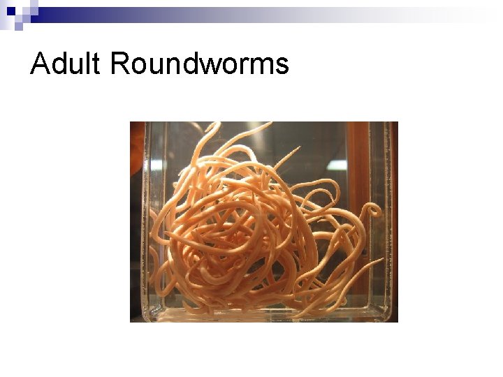 Adult Roundworms 