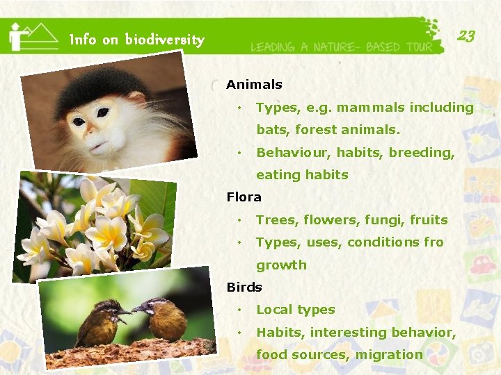 23 Info on biodiversity Animals • Types, e. g. mammals including bats, forest animals.