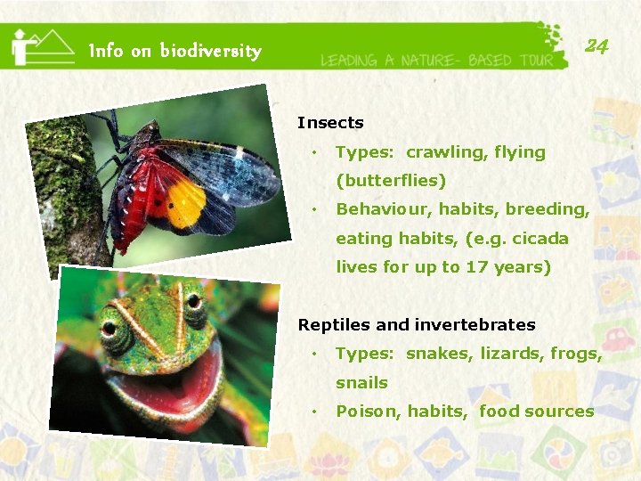 24 Info on biodiversity Insects • Types: crawling, flying (butterflies) • Behaviour, habits, breeding,