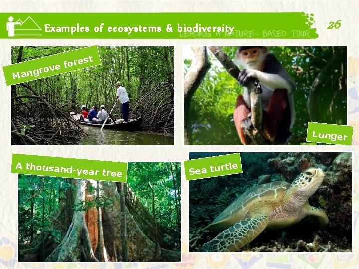 Examples of ecosystems & biodiversity 26 st fore e v gro n a M