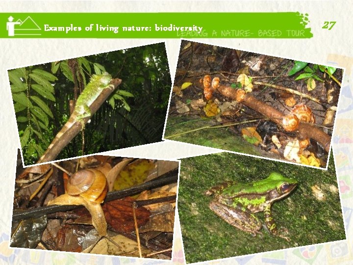 Examples of living nature: biodiversity 27 