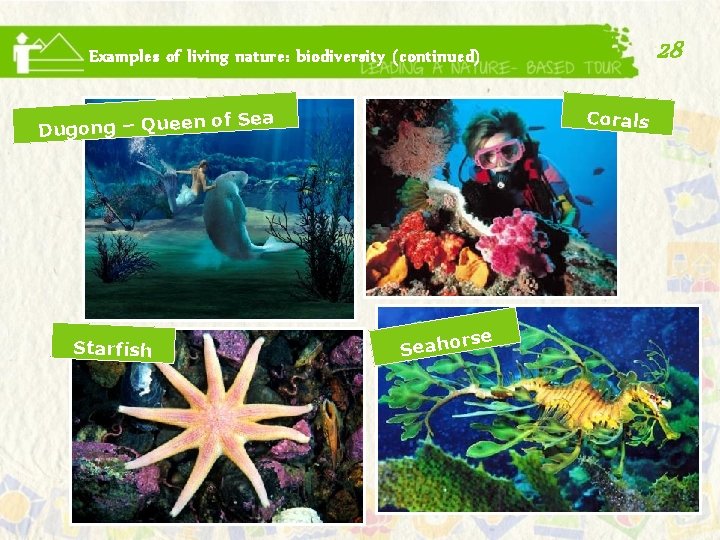 28 Examples of living nature: biodiversity (continued) Corals n of Sea Dugong – Quee