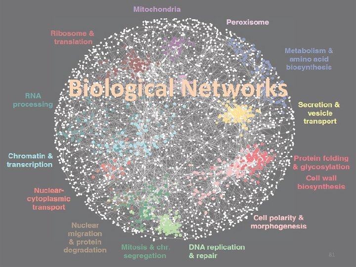 Biological Networks 81 