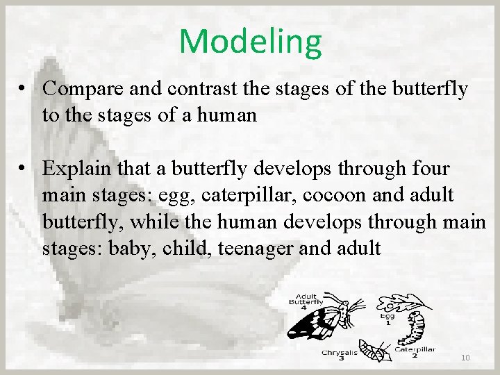 Modeling • Compare and contrast the stages of the butterfly to the stages of