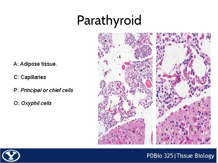 Parathyroid A: Adipose tissue. C: Capillaries P: Principal or chief cells O: Oxyphil cells