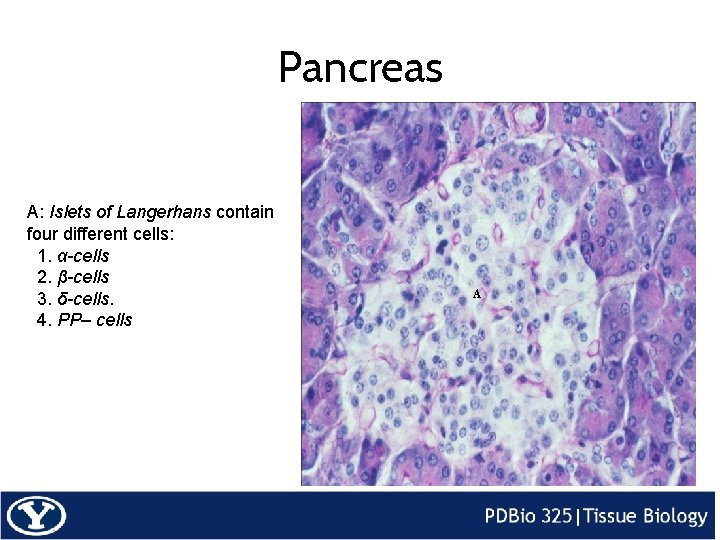 Pancreas A: Islets of Langerhans contain four different cells: 1. α-cells 2. β-cells 3.