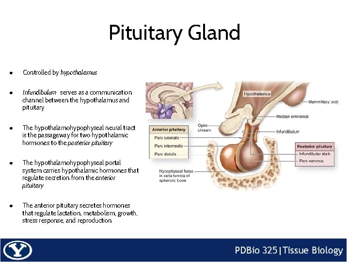 Pituitary Gland ● Controlled by hypothalamus ● Infundibulum serves as a communication channel between