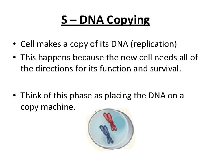 S – DNA Copying • Cell makes a copy of its DNA (replication) •