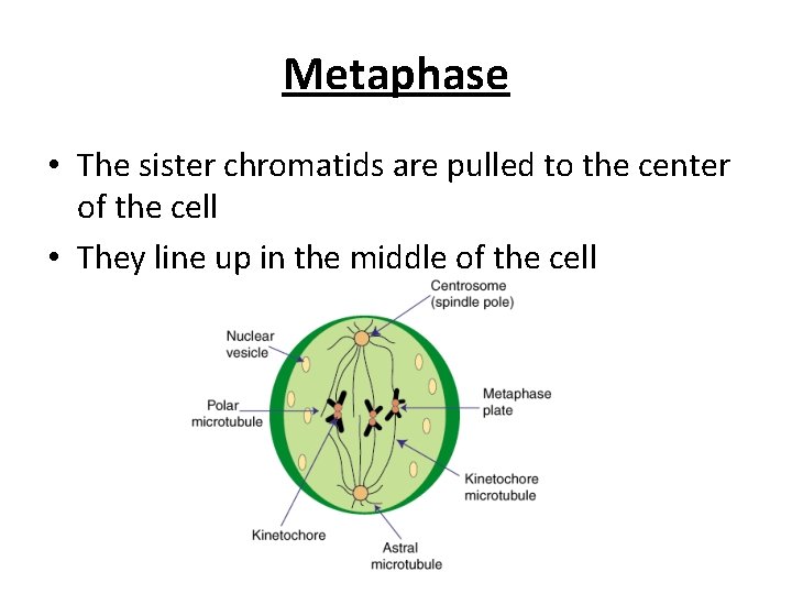 Metaphase • The sister chromatids are pulled to the center of the cell •