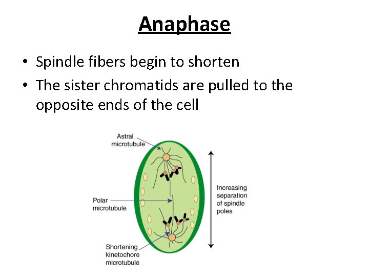 Anaphase • Spindle fibers begin to shorten • The sister chromatids are pulled to