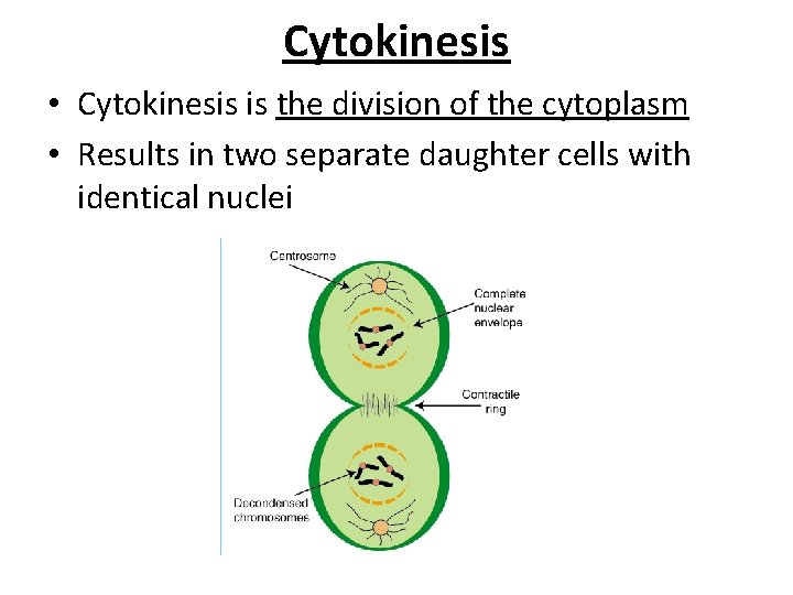 Cytokinesis • Cytokinesis is the division of the cytoplasm • Results in two separate