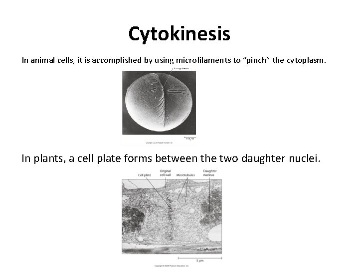 Cytokinesis In animal cells, it is accomplished by using microfilaments to “pinch” the cytoplasm.