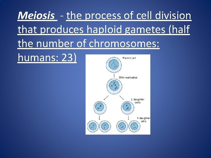 Meiosis - the process of cell division that produces haploid gametes (half the number