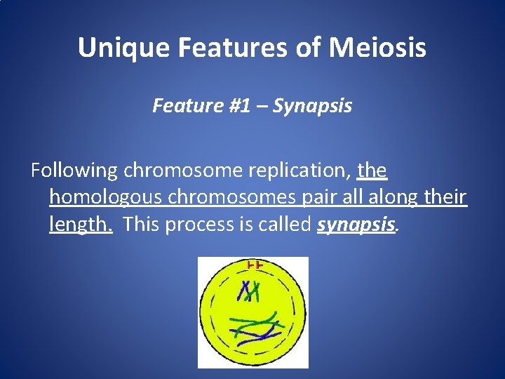Unique Features of Meiosis Feature #1 – Synapsis Following chromosome replication, the homologous chromosomes