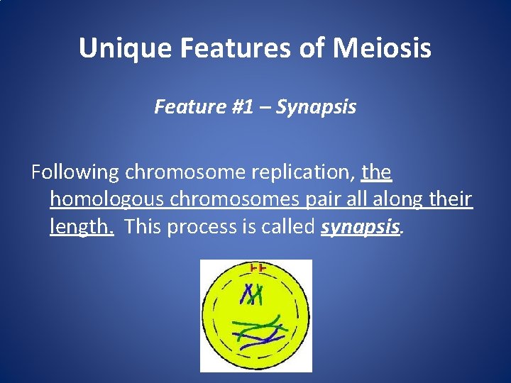 Unique Features of Meiosis Feature #1 – Synapsis Following chromosome replication, the homologous chromosomes