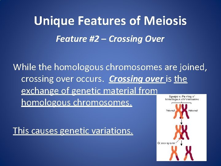 Unique Features of Meiosis Feature #2 – Crossing Over While the homologous chromosomes are