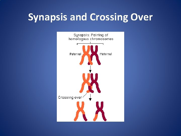 Synapsis and Crossing Over 