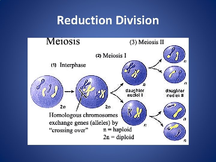 Reduction Division 