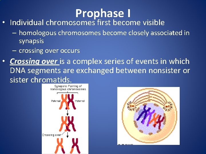 Prophase I • Individual chromosomes first become visible – homologous chromosomes become closely associated