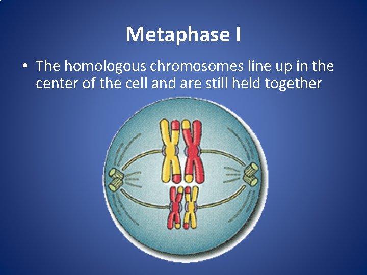 Metaphase I • The homologous chromosomes line up in the center of the cell