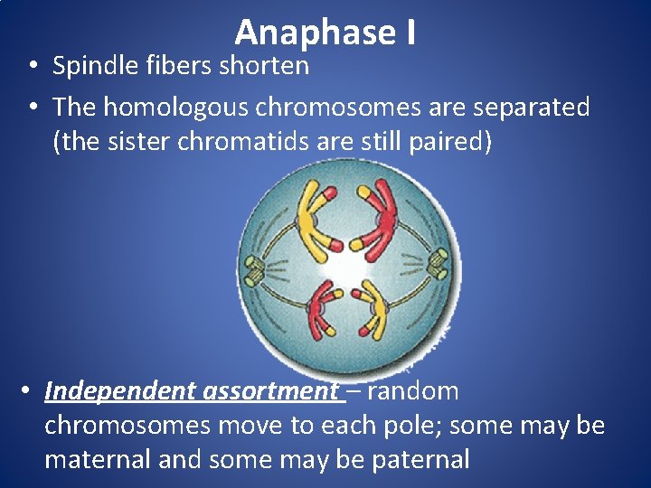Anaphase I • Spindle fibers shorten • The homologous chromosomes are separated (the sister