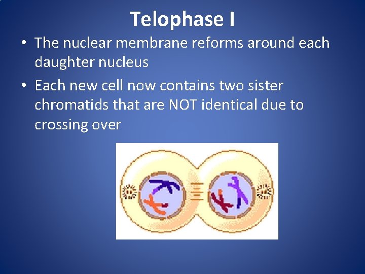 Telophase I • The nuclear membrane reforms around each daughter nucleus • Each new