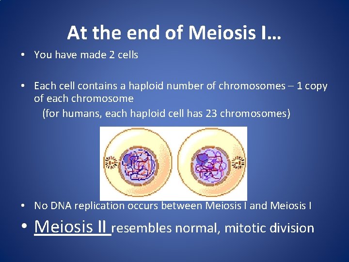 At the end of Meiosis I… • You have made 2 cells • Each