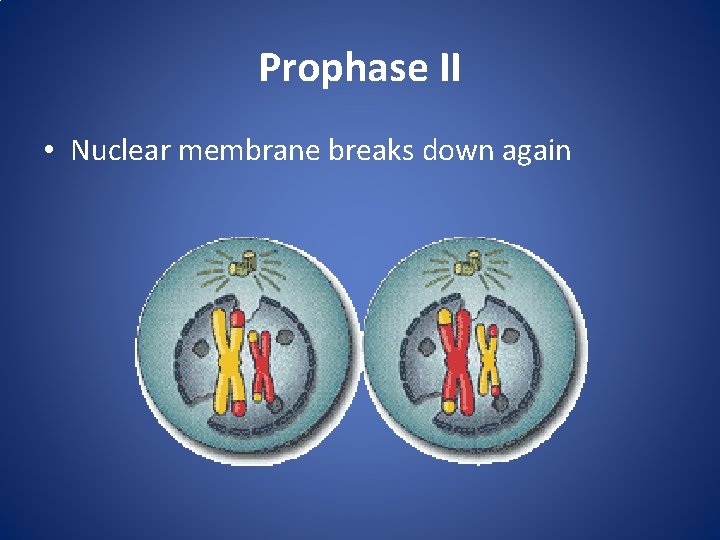 Prophase II • Nuclear membrane breaks down again 