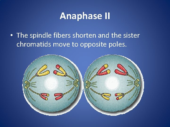 Anaphase II • The spindle fibers shorten and the sister chromatids move to opposite