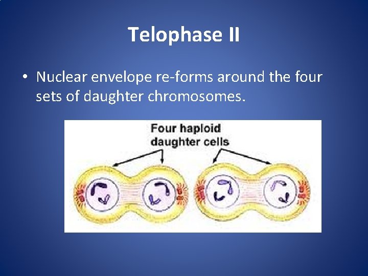Telophase II • Nuclear envelope re-forms around the four sets of daughter chromosomes. 