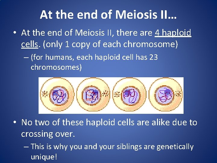 At the end of Meiosis II… • At the end of Meiosis II, there