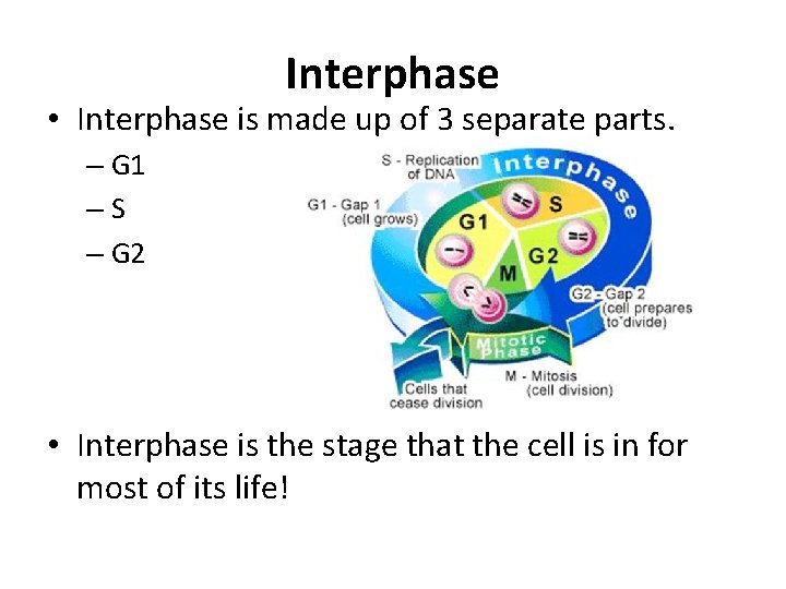 Interphase • Interphase is made up of 3 separate parts. – G 1 –S