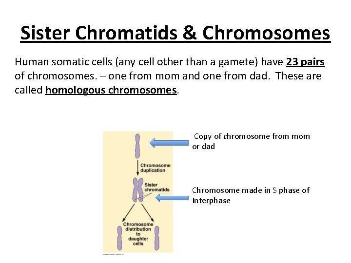 Sister Chromatids & Chromosomes Human somatic cells (any cell other than a gamete) have